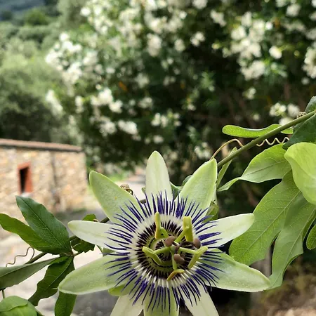 Casa Marina, Relax Tra Mare E Ulivi