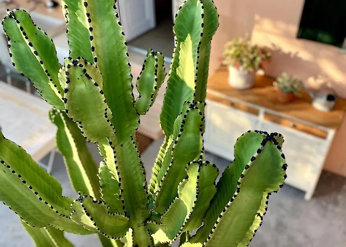 Casa Marina, Relax Tra Mare E Ulivi *