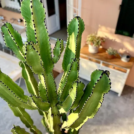 Casa Marina, Relax Tra Mare E Ulivi *