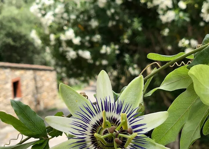 Casa Marina, Relax Tra Mare E Ulivi